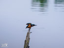 Kingfisher - Zimorodek